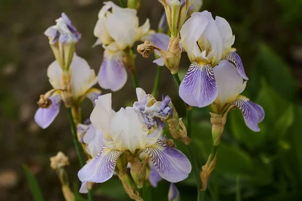 Iris fiori nel giardino di diversi colori — Foto Stock