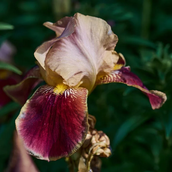 Iris blommor i trädgården av olika färger — Stockfoto