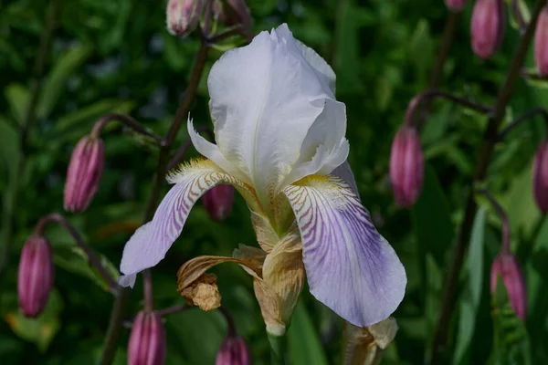 Iris fiori nel giardino di diversi colori — Foto Stock