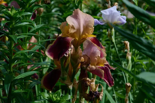 Iris fiori nel giardino di diversi colori — Foto Stock