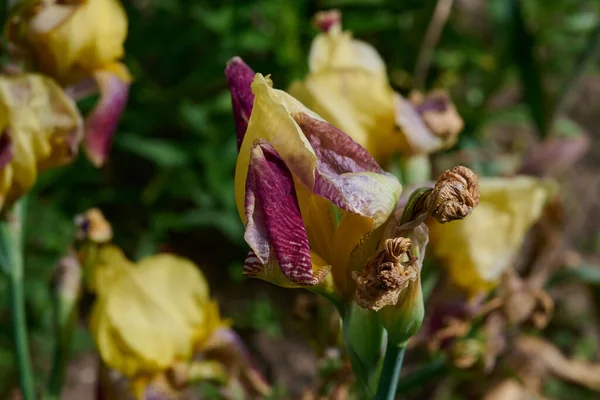 Цветы радужной оболочки в саду разных цветов — стоковое фото