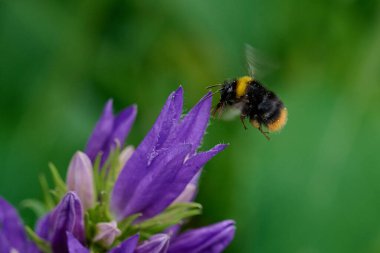 Yaban arısı çiçeklerdeki nektarı toplar mor çanları