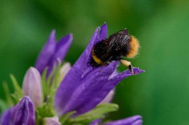 Yaban arısı çiçeklerdeki nektarı toplar mor çanları