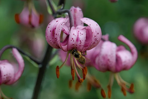 Un'ape raccoglie nettare dai fiori rosa di gigli selvatici martagono — Foto Stock