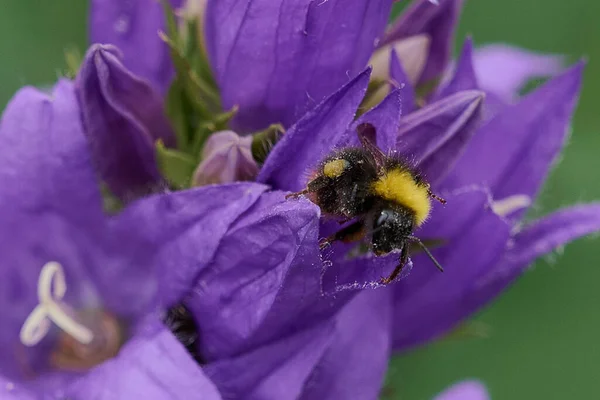 Yaban arısı çiçeklerdeki nektarı toplar mor çanları