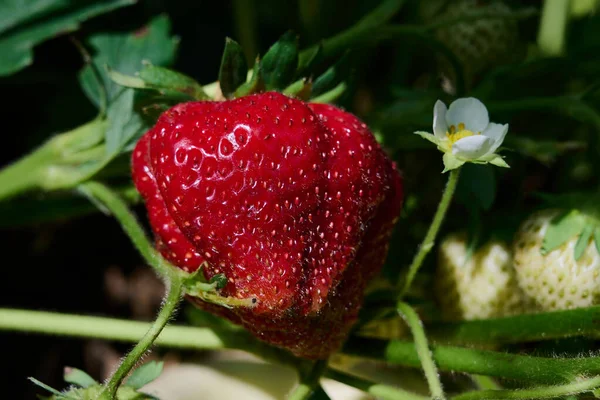 Riesige Erdbeeren auf den Beeten fotografiert — Stockfoto