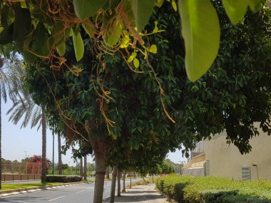 Netanya şehrinde yol boyunca ağaçlı selamlar.