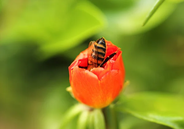Honey Bee and Flower — Stock Photo, Image
