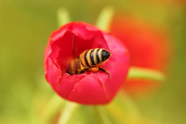 Пчела и цветок — стоковое фото