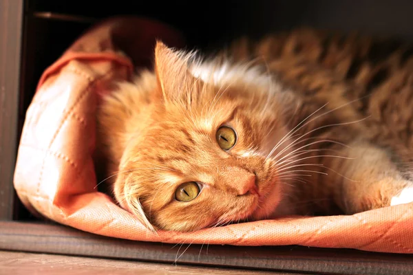 Gergin sarmal kedi — Stok fotoğraf