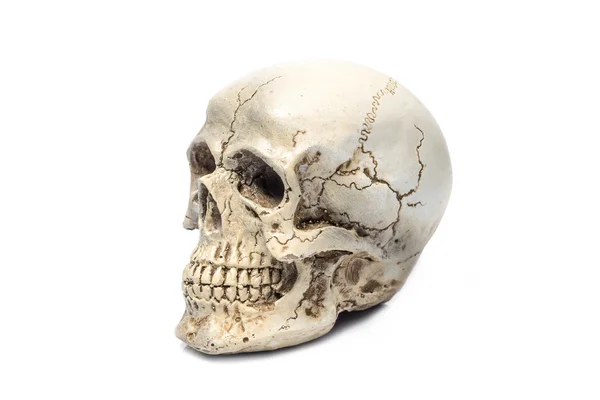 Cráneo Aislado Sobre Fondo Blanco — Foto de Stock
