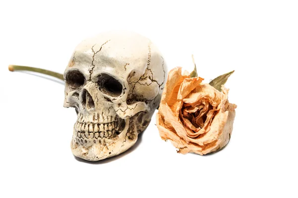 Vieja Rosa Con Cráneo Muerte Sobre Fondo Blanco — Foto de Stock