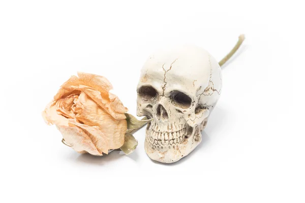 Vieja Rosa Con Cráneo Muerte Sobre Fondo Blanco — Foto de Stock