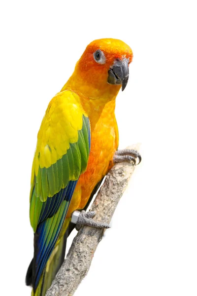 Sunconure vogel — Stockfoto