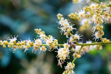 çalışma arı longan çiçek çiçek nektar toplar