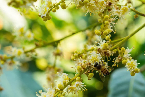Рабочая пчела собирает нектар цветов с длинного цветка Лицензионные Стоковые Фото