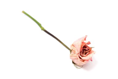 Kurutulmuş gül izole