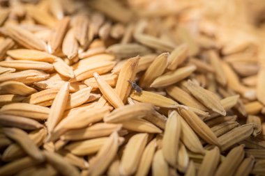 işlenmemiş pirinç