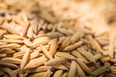 işlenmemiş pirinç