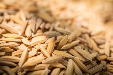 işlenmemiş pirinç