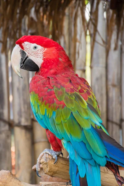 Arara-de-asa-verde — Fotografia de Stock