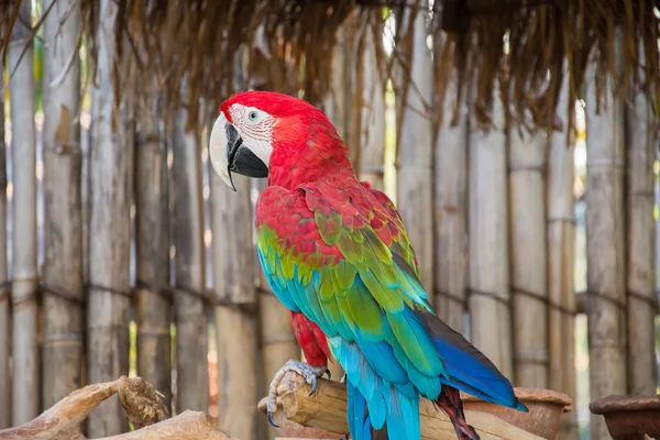 Arara-de-asa-verde — Fotografia de Stock