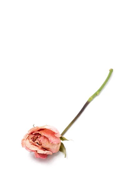 Rosas secas aisladas — Foto de Stock