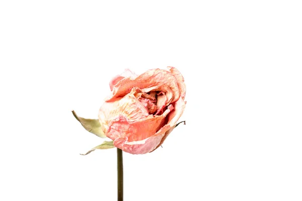 Rosas secas aisladas — Foto de Stock