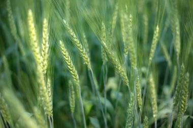 yeşil buğday tarlası arkaplanı