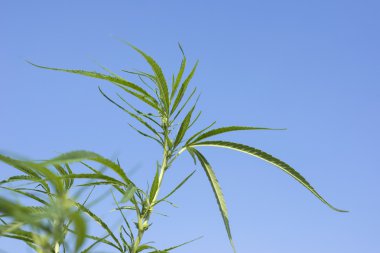 Yeşil esrar esrar çiftliğinde