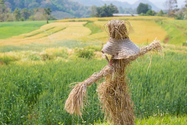 Épouvantail dans le champ de blé — Photo