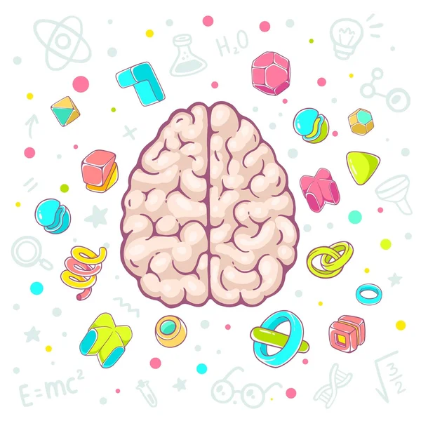 Illustration of model of human brain — Stock Vector