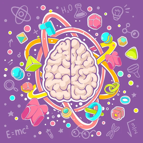 Illustration of model of human brain — Stok Vektör