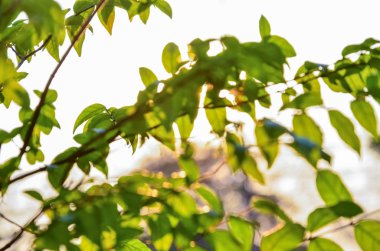 Yaprakları yeşil aracılığıyla günbatımı parlar, güneş ışığı