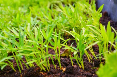 Organik bahçecilik, kırmızı ve yeşil sebzeler