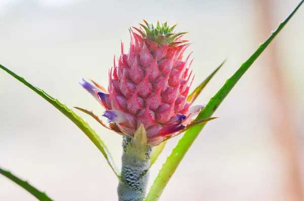 Küçük gerçek büyüyen ananas meyve