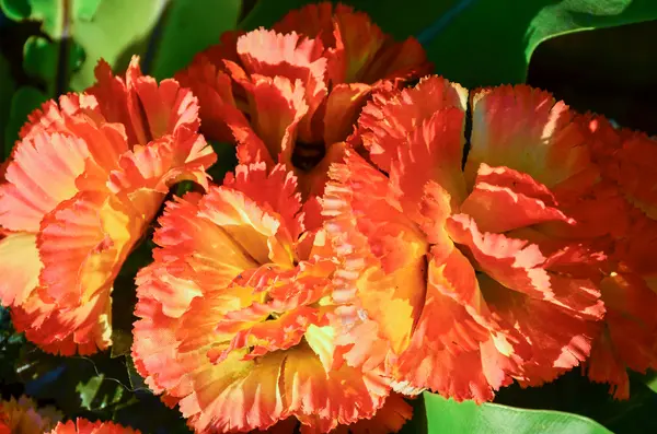 çiçek plastik kırmızı ve turuncu