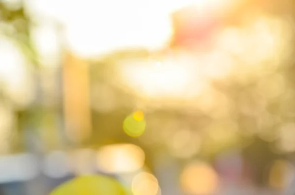 Yaprakları yeşil aracılığıyla günbatımı parlar, güneş ışığı