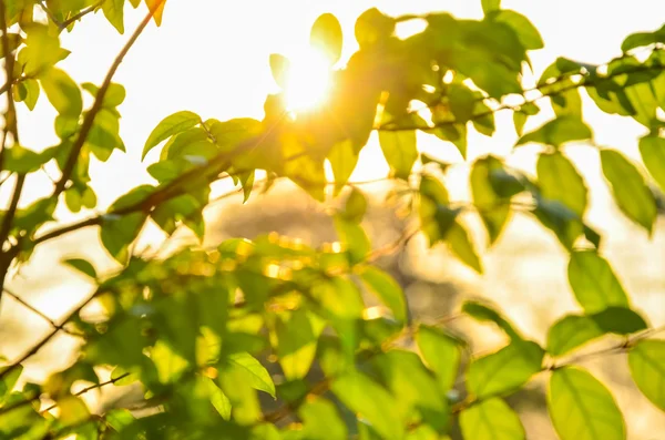 Yaprakları yeşil aracılığıyla günbatımı parlar, güneş ışığı