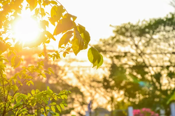 Yaprakları yeşil aracılığıyla günbatımı parlar, güneş ışığı