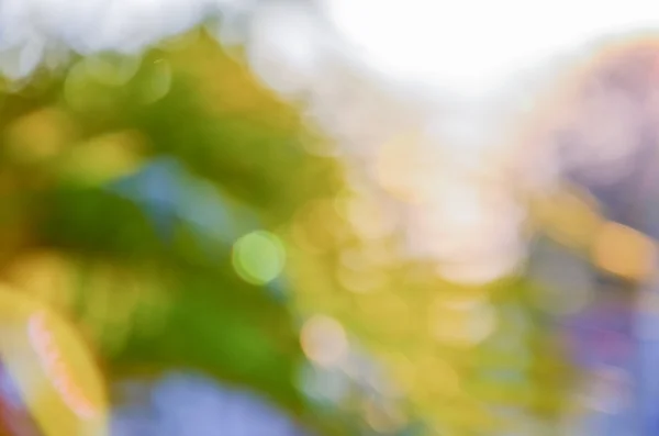 Yaprakları yeşil aracılığıyla günbatımı parlar, güneş ışığı