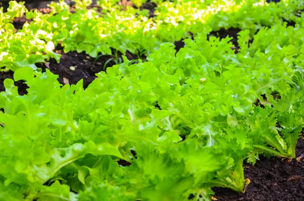 Organic Gardening, Green and Red Vegetables — Stock Photo, Image