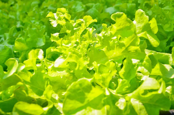 Bio-Gärtnern, grünes und rotes Gemüse — Stockfoto