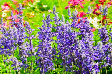 Bahçe içinde güzel lavanta