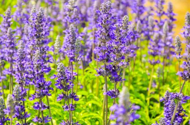 Bahçe içinde güzel lavanta