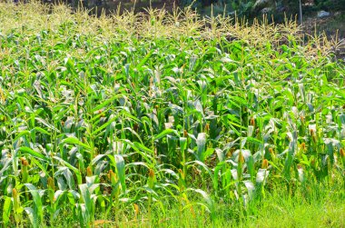 Tayland 'daki mısır çiftliği