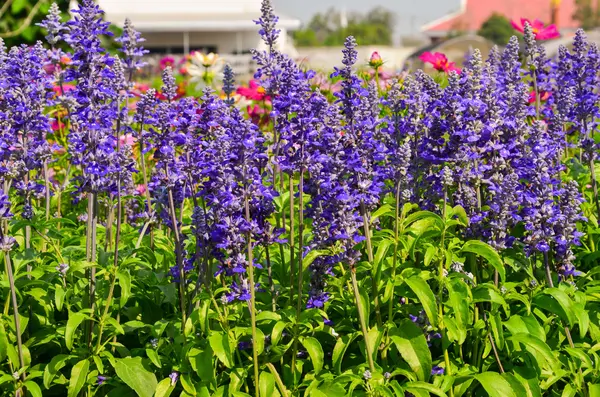 Mooie lavendel in de tuin — Stockfoto