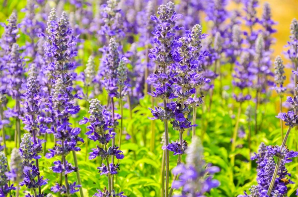Bahçe içinde güzel lavanta