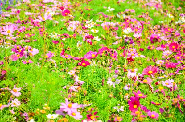 Kosmos bloem in de tuin — Stockfoto