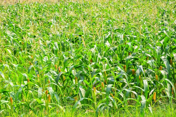 Tayland 'daki mısır çiftliği